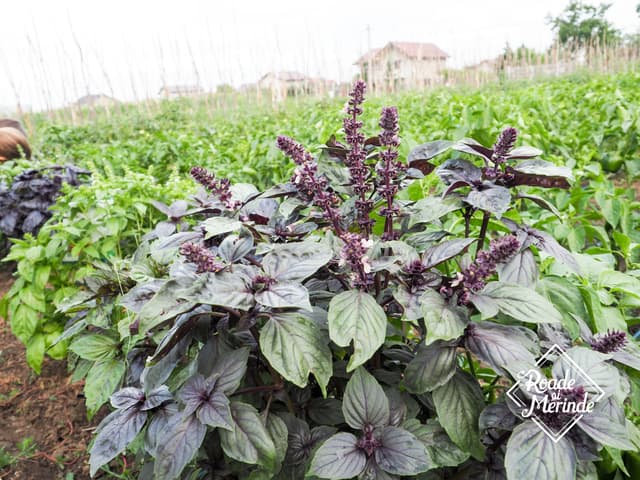 5d7620017a6dfa47fa28bb12_2