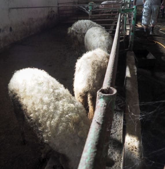 5d7620026f4ae1351f6d83ac_23